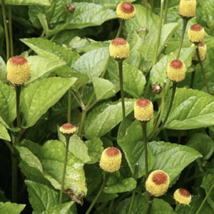Green leaves with unique round-topped flower buds on tall stems.